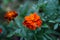Bright marigolds in macro photography