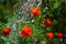 Bright marigolds under drops of water in macro photography