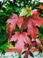 Bright maroon autumn maple leaves, autumn branch