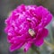 Bright maybug on the pink peony and the ant