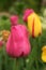 Bright Mayflowering tulips glow after a rain shower in a spring garden