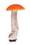 Bright medium red isolated Leccinum