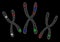 Bright Mesh Wire Frame Chromosomes with Flare Spots