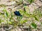 Bright metallic blue dragonfly. Adult male of Beautiful demoiselle Calopteryx virgo sitting on the grass leaf