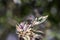 Bright metallic Greenbottle Flies Genus Lucilia on a flower