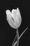 Bright monochrome tulip blossom macro on black background