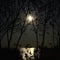 The bright moon on a clear night outlines the silhouette of trees at a local park by the lakeside in Toronto, Ontario, Canada