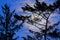 Bright moon rising behind a sitka spruce Picea sitchensis tree