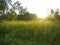The bright morning sun over the dense meadow green grass. The concept of eco-friendly wildlife zen-relaxation