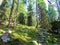 Bright mountain larch and spruce forest above Pokljuka