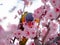 A bright multi-coloured lorikeet parrot sits on a branch of an cherry tree with pink flowers, focus on head