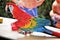 Bright multicolored big parrot on the table in the house, Turkey.