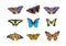 Bright multicolored butterflies isolated on white. collection of butterflies for design. Morpho butterfly, admiral, machaon, paint