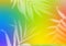 Bright Multicolored Gradient Background with Palm Leaves. Abstract Bg with Blurred Tropical Elements Overlay
