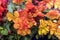 Bright multicolour background of Begonia flowers