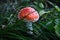Bright mushroom toadstool