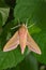 Bright mustard and pink coloration of this large elephant hawk moth makes is stand out from the leaves