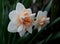 Bright narcissus in garden