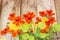 Bright nasturtium