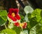 Bright nasturtium flower