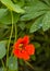 Bright nasturtium flower