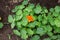 Bright nasturtium flowers