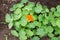 Bright nasturtium flowers