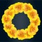 Bright Nasturtium wreath. Wild Yellow flowers. Beautifulï¿½Floral circle isolated on dark background. Vector illustration.