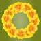 Bright Nasturtium wreath. Wild Yellow flowers. Beautifulï¿½Floral circle isolated on green background. Vector illustration.