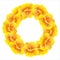 Bright Nasturtium wreath. Wild Yellow flowers. Beautiful Floral circle isolated on white background. Vector illustration.Card