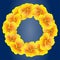 Bright Nasturtium wreath. Yellow flowers. Beautiful Floral circle isolated on dark blue background. Vector illustration.