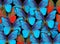 Bright natural tropical background. Morpho butterflies texture background. Blue and red butterflies pattern.