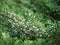 Bright needles with whitish blue berries Cossack juniper. Immature bumps of Juniperus sabina. Savin for decorates any