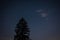 Bright Night Sky Stars Above Dark Black Crowns Of Pine Trees Woods Silhouettes.
