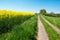 Bright oilseed rape field and rural road in the valley, Germany