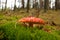 Bright orange amanita