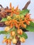 Bright orange Asclepias Beatrix flower arrangement