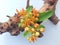 bright orange Asclepias Beatrix flowers