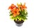 Bright Orange Asian Lily Plant on White Background