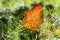 Bright orange autumn leaf in the grass, backlighting, hawthorn leaf against the sunlight