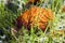 Bright orange autumn leaf in the grass, backlighting, hawthorn leaf against the sunlight