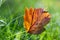 Bright orange autumn leaf in the grass, backlighting, hawthorn leaf against the sunlight