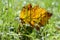 Bright orange autumn leaf in the grass, backlighting, hawthorn leaf against the sunlight