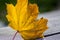 Bright orange autumn leaf in the grass, backlighting, maple leaf against the sunlight