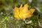 Bright orange autumn leaf in the grass, backlighting, maple leaf against the sunlight