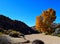 Bright Orange Autumn Tree in Joshua Tree National Park Desert