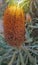 bright orange banksia flower