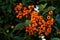 Bright Orange Berries Green Bush Plant Macro