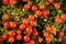 Bright orange berries and small green leaves of nertera plant. T