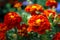 Bright orange (brown) calendula (marigold) flower.